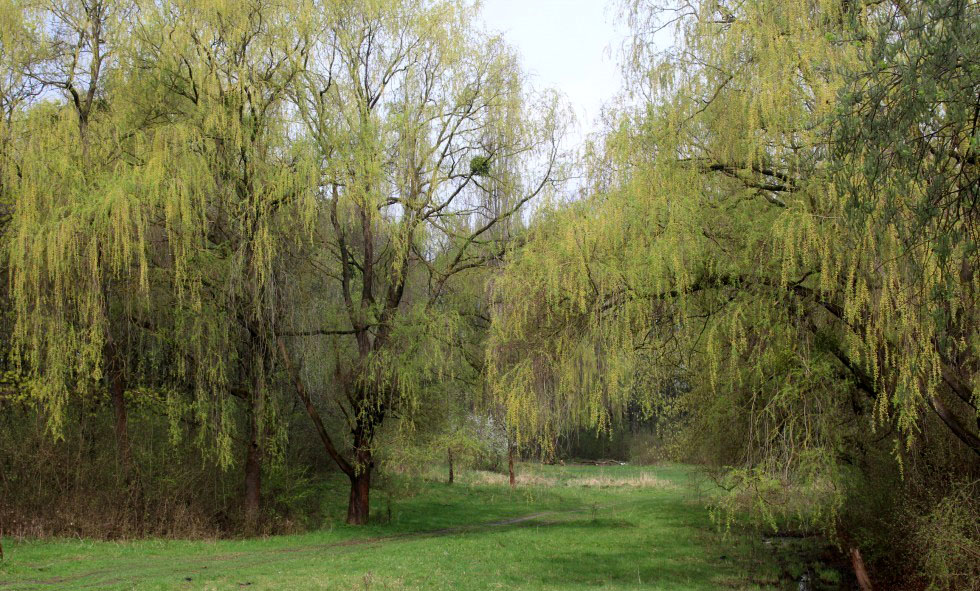 Цвітіння верби